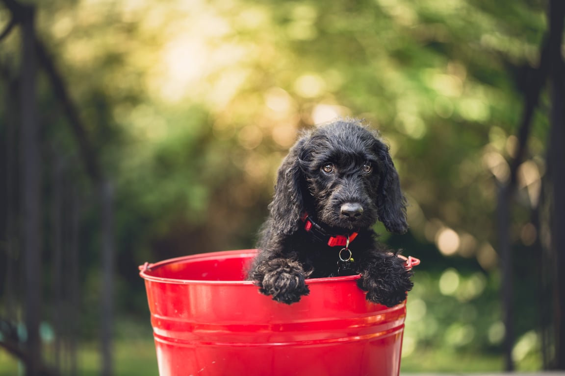 Emergency Roof Leak Repair: What to Do First and When to Call a Pro